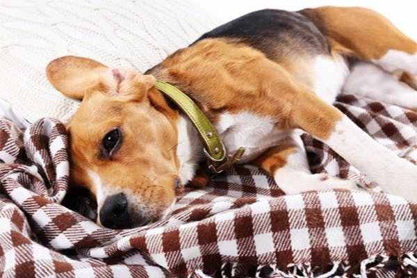 Canine Distemper in Dogs