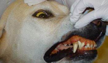 Leptospirosis in dogs