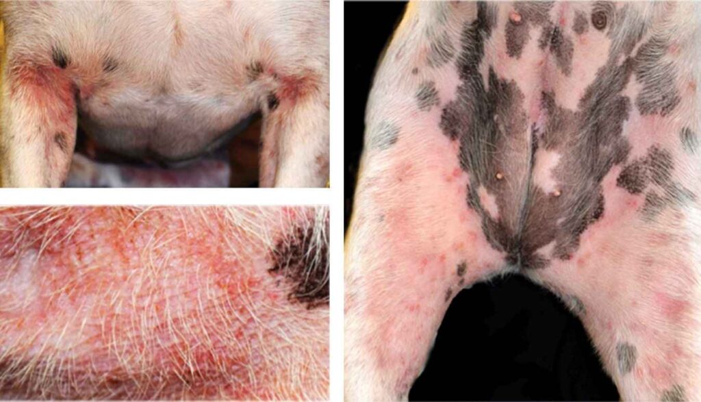 Atopic Dermatitis in dogs