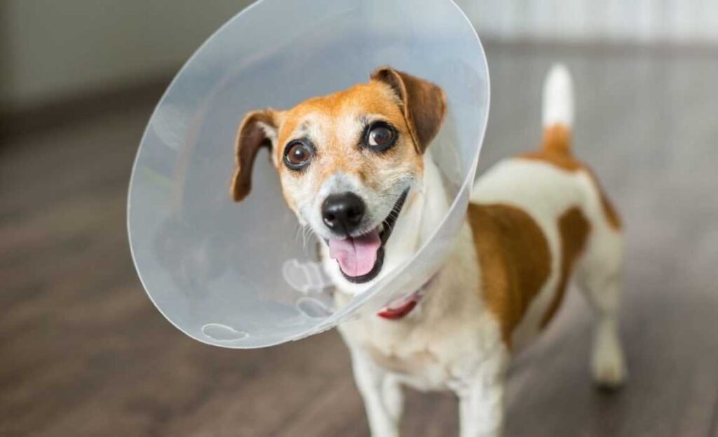 Elizabethan Collar for dogs