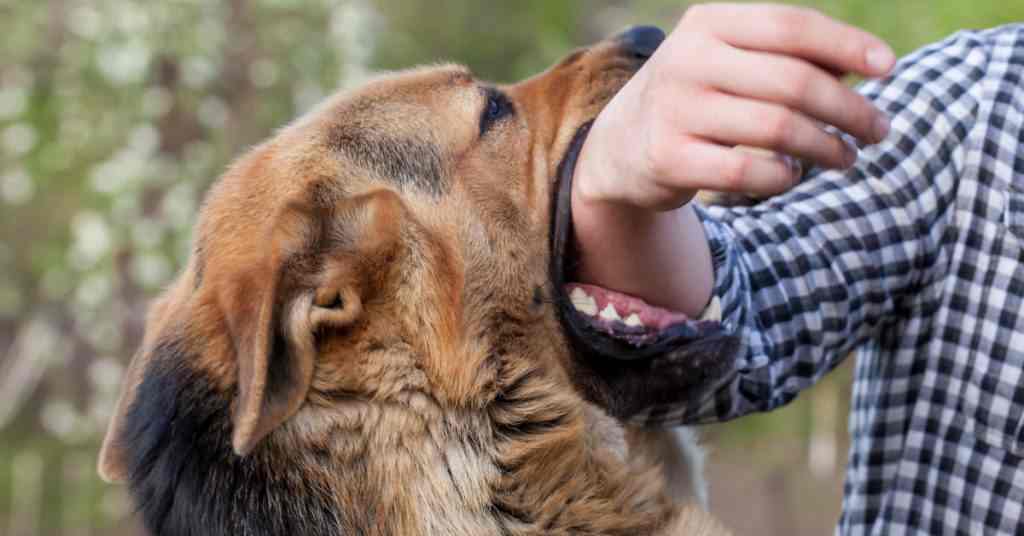 Rabies In dogs