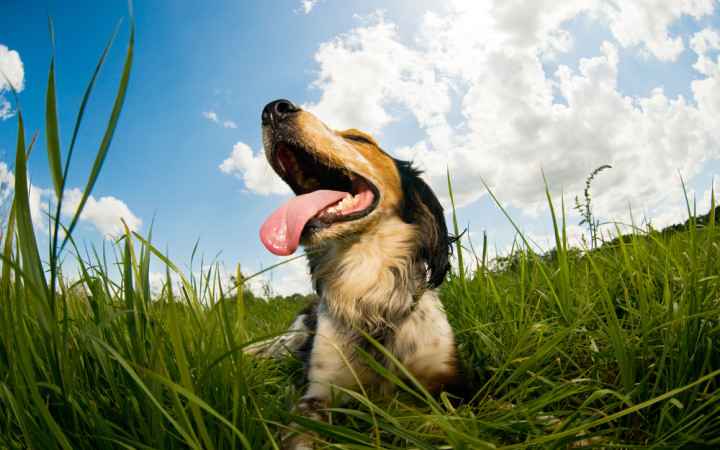 Best tips for keep your dog cool in summer