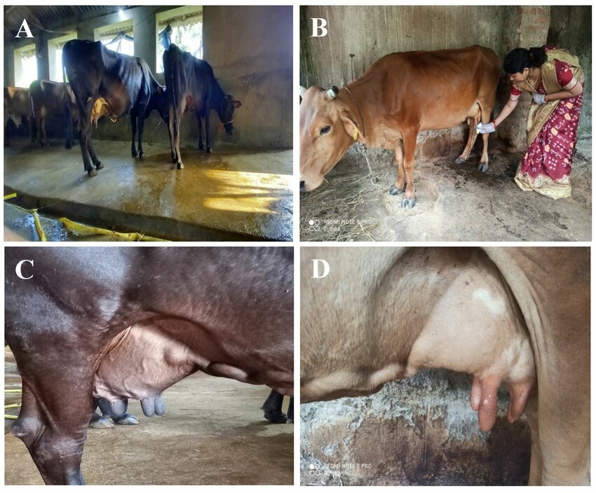 Mastitis In Cattle