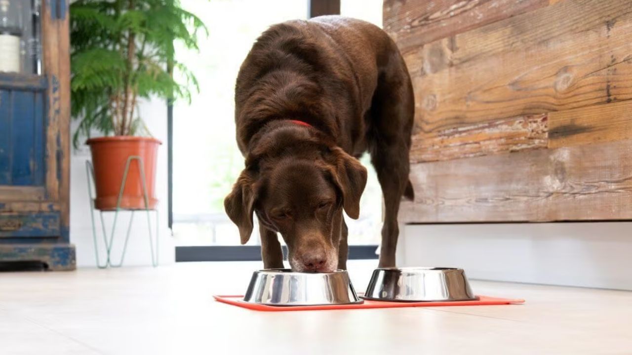 Dog Not Eating Food